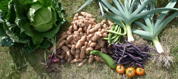 Home Gardening