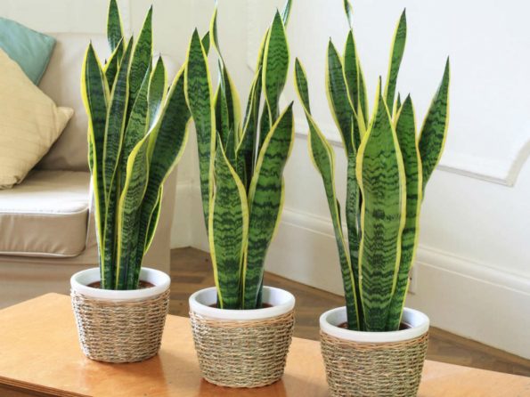 types of sansevieria