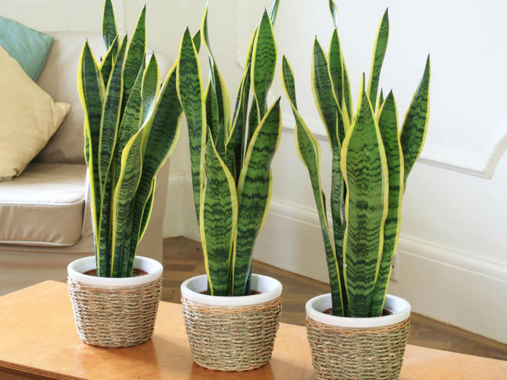Types of Sansevieria (Snake Plant) – Things You Need to Know