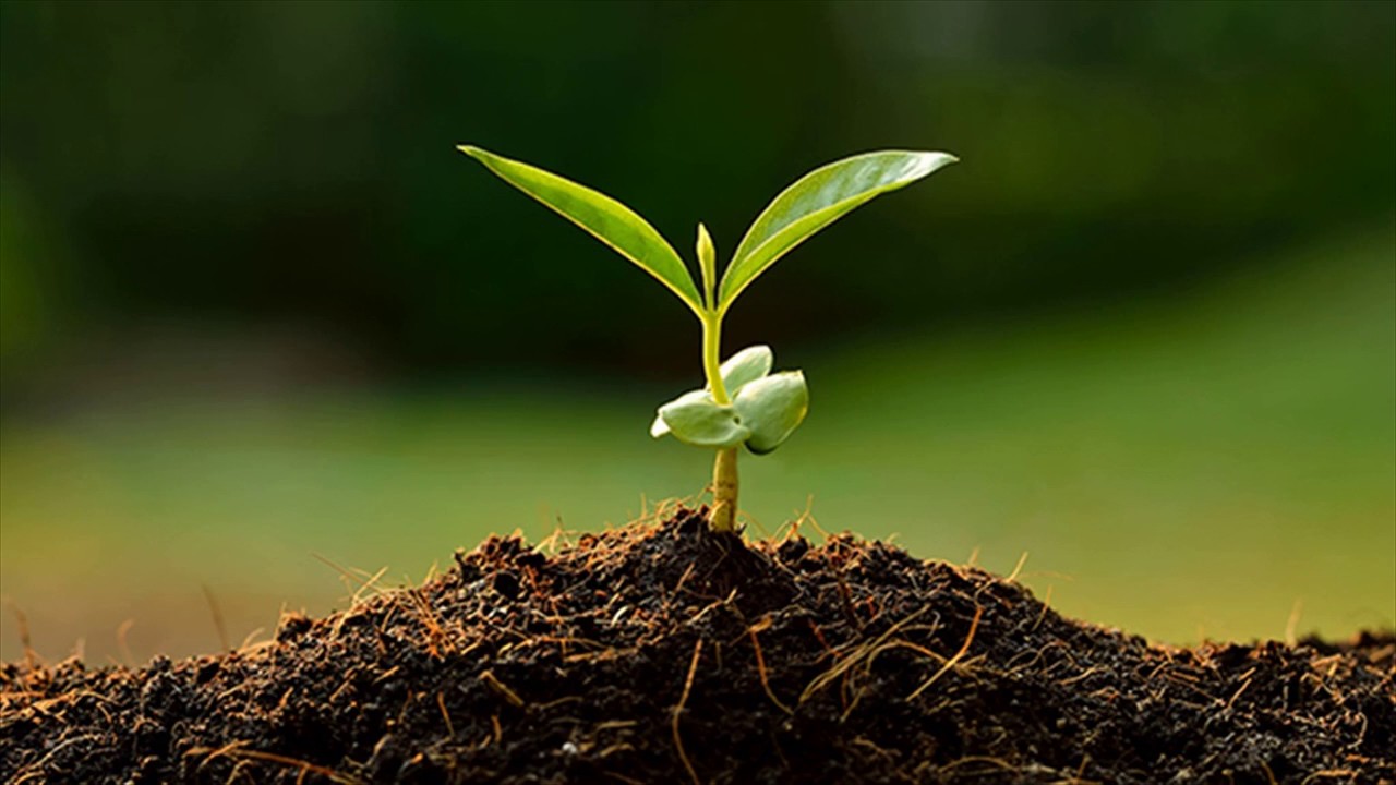 kitchen garden soil