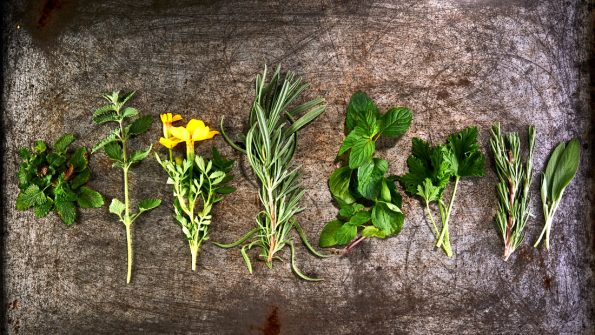 Plants that repel mosquitoes and bugs