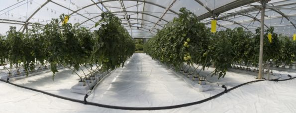 Types of Hydroponic Plants
