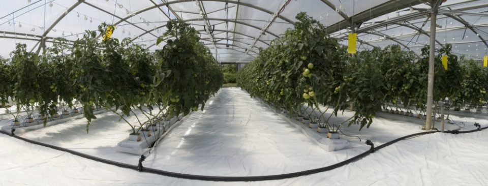 Types of Hydroponic Plants