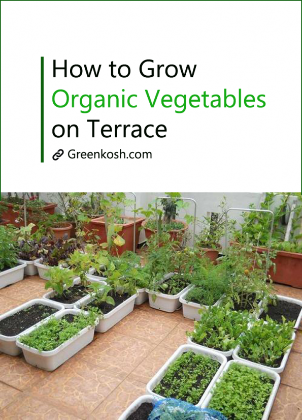 How To Grow Organic Vegetables On Terrace Greenkosh