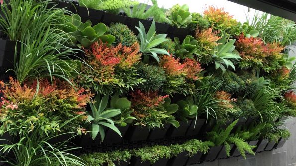 Plants for Vertical Garden