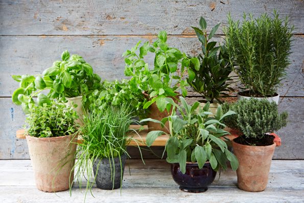 Grow Herbs in Your Kitchen