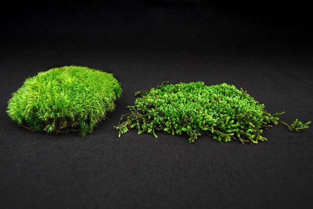 How to Grow Moss Plants – Tips and Tricks - Greenkosh