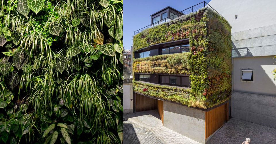 Vertical Garden at home