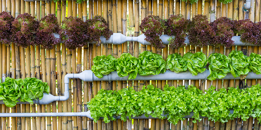 Benefits of Having a Vertical Garden at Home