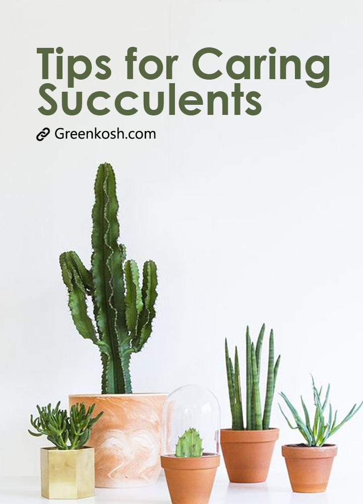 Succulents Caring Tips