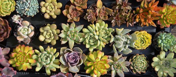 Succulent caring tips