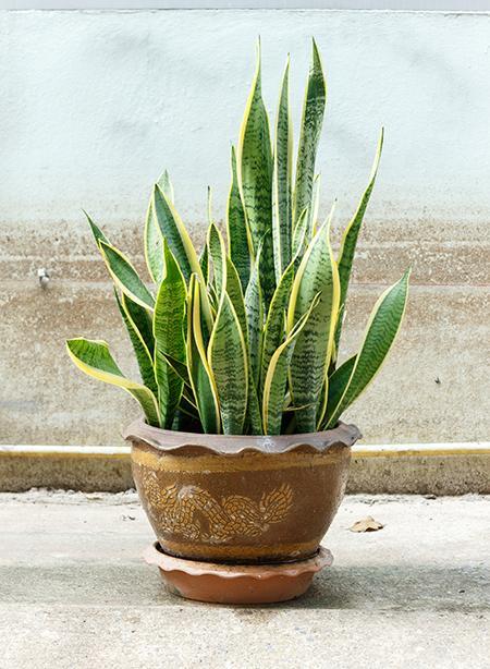 snake plant