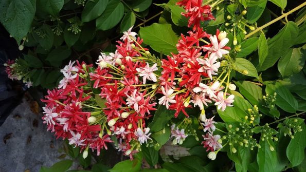 Madhumalti vine plant