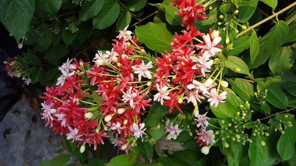 Madhumalti (Rangoon Creeper) Flowering Plant How to Grow, Care and