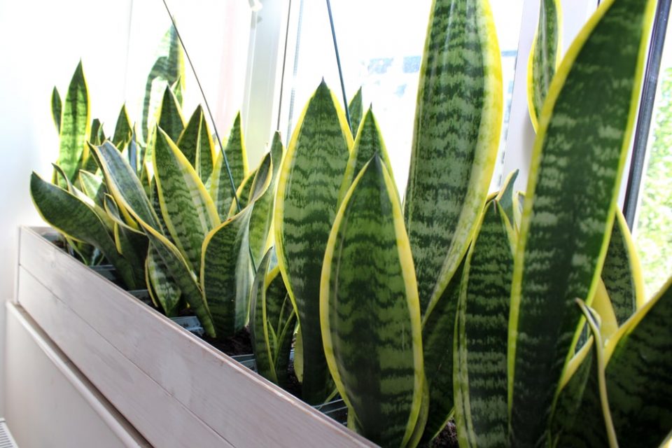 Snake Plant Benefits