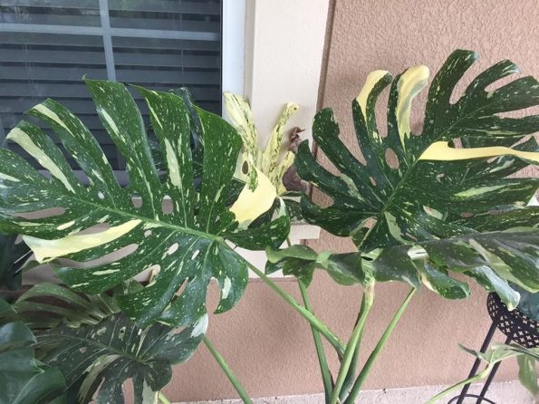 Variegated Monstera