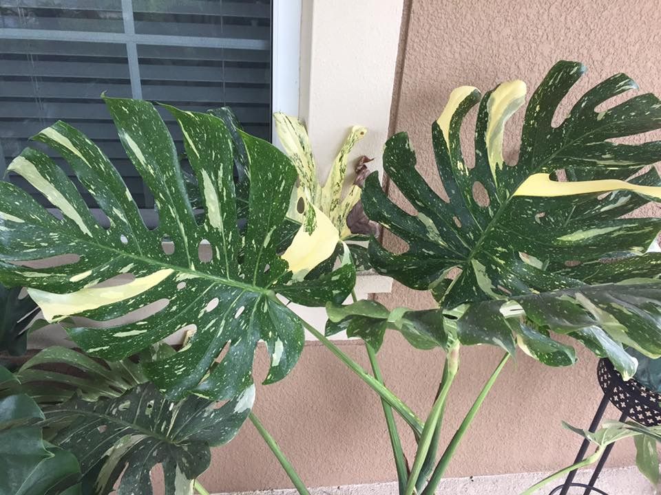 Variegated Monstera – A Closer Look at the New Trending Houseplant