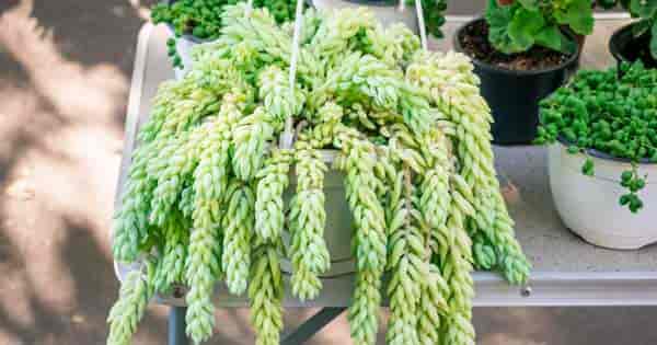 The Donkey Tail Plant: Care, Propagation, Problems & Benefits