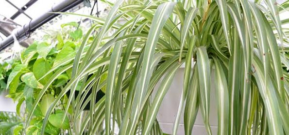 Spider Plants for House