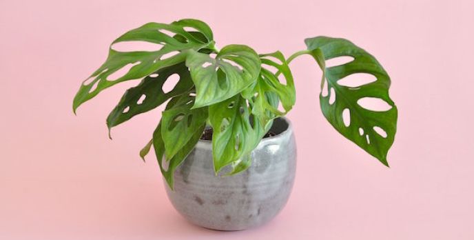 Monstera Adansonii – Complete Guide: Care, Propagation & Tips