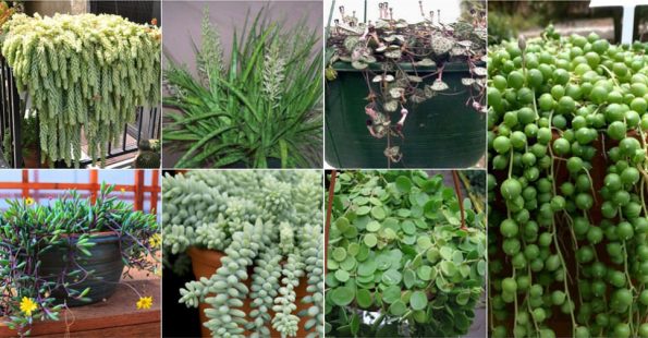 hanging succulents