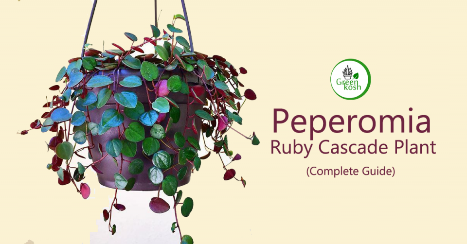 Peperomia Ruby Cascade Plant