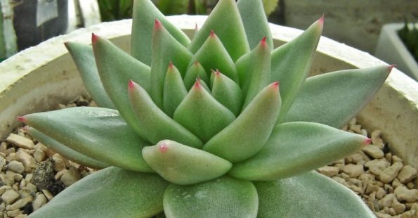 Echeveria Agavoides