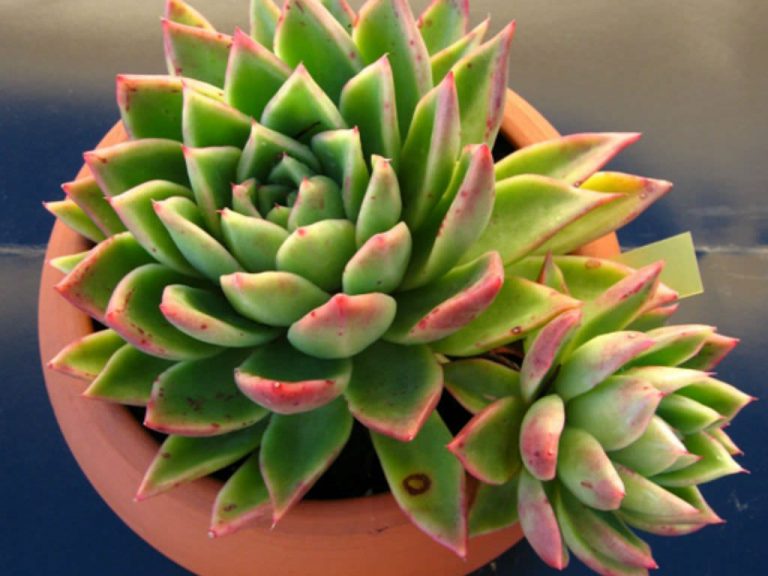 Things To Know About The Echeveria Agavoides – Care, and Propagation ...