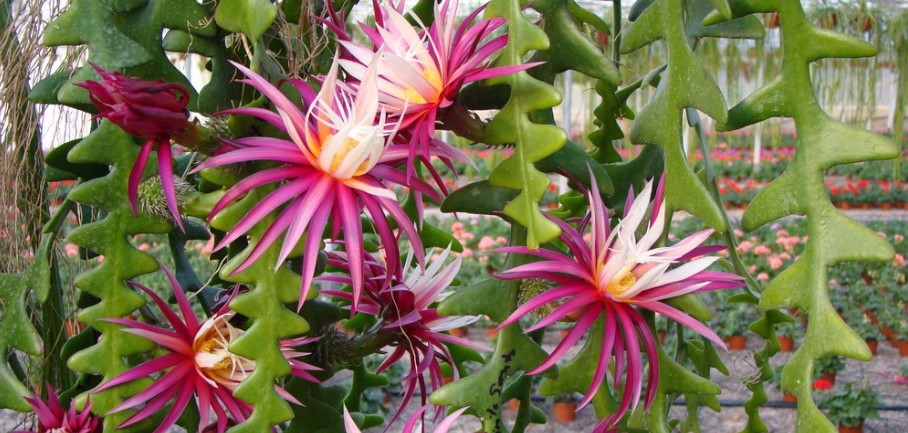 Fishbone Cactus Flower