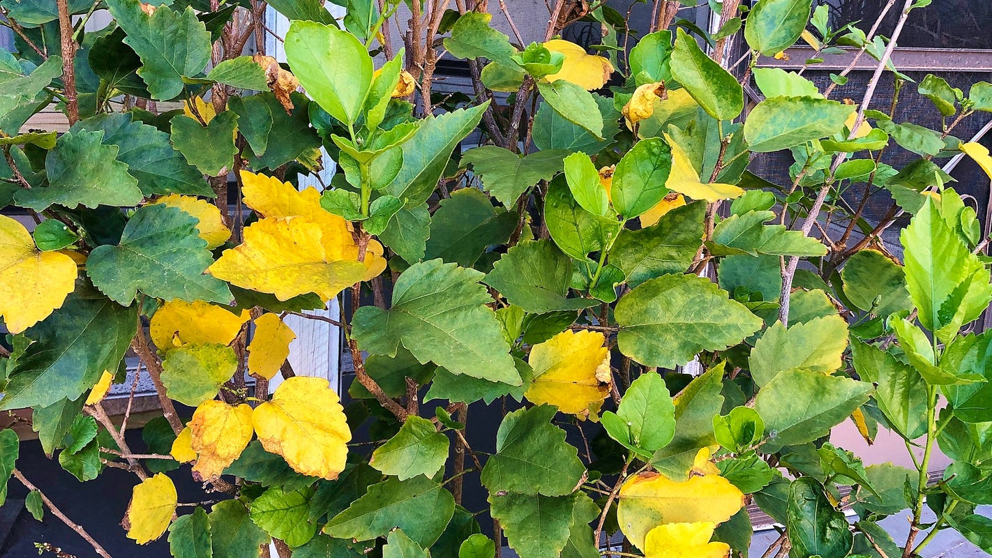 Hibiscus Leaves Turning Yellow