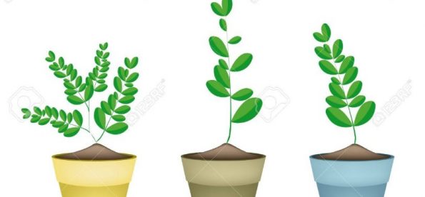 Moringa Plant