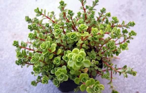 sedum makinoi limelight