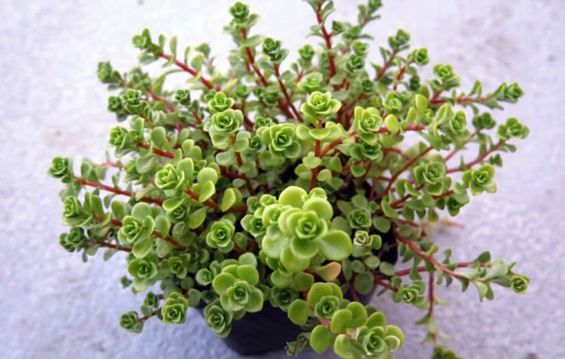 Sedum Makinoi Limelight – The Complete Beginners Guide to