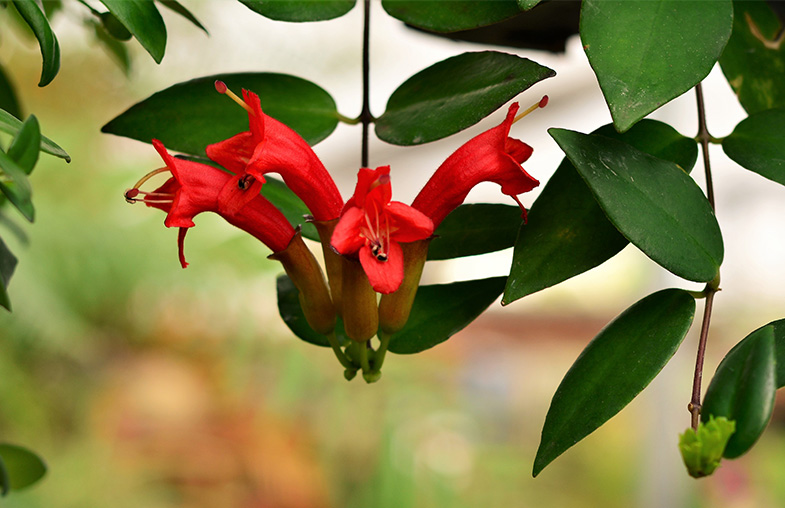 Lipstick Plant