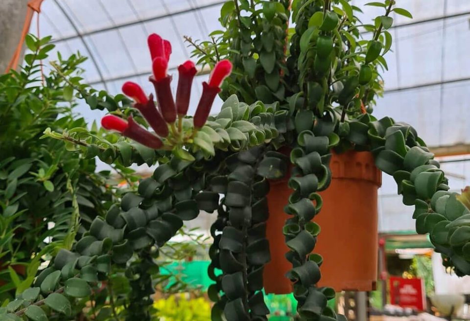 Prune Lipstick Plant