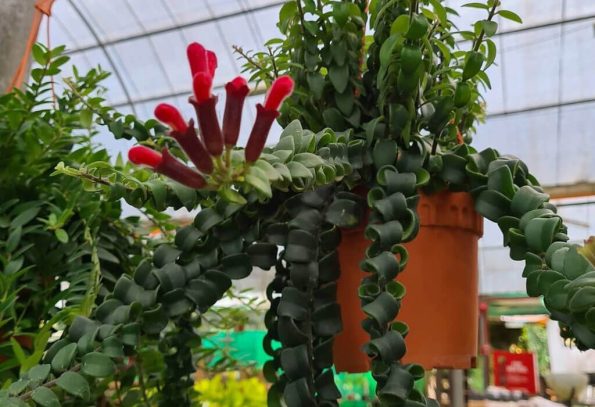 Lipstick Plant Variety