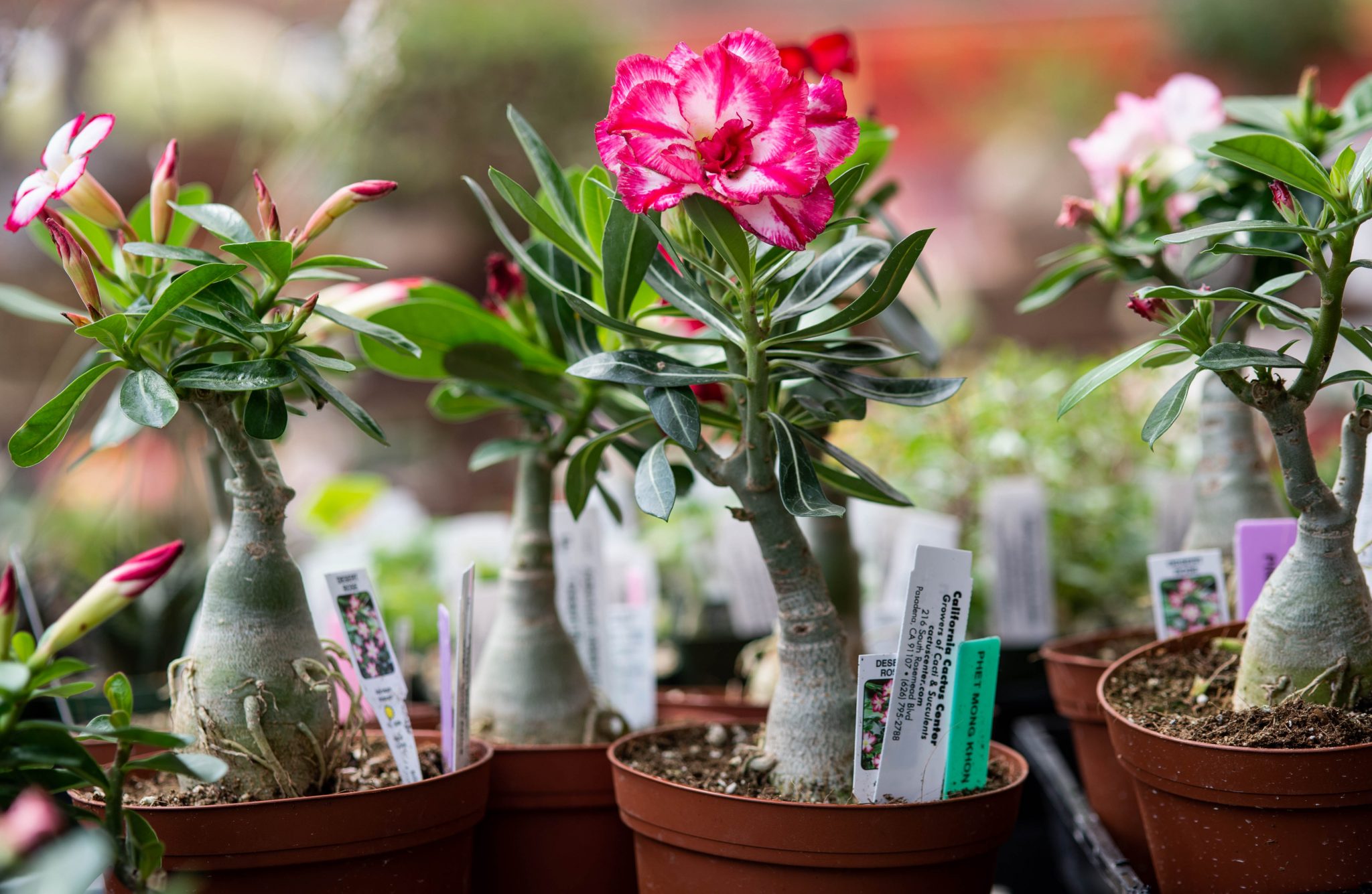 Adenium Plant Everything You Need to Know About this Tiny Plant