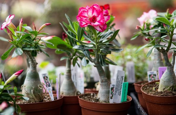 adenium plants