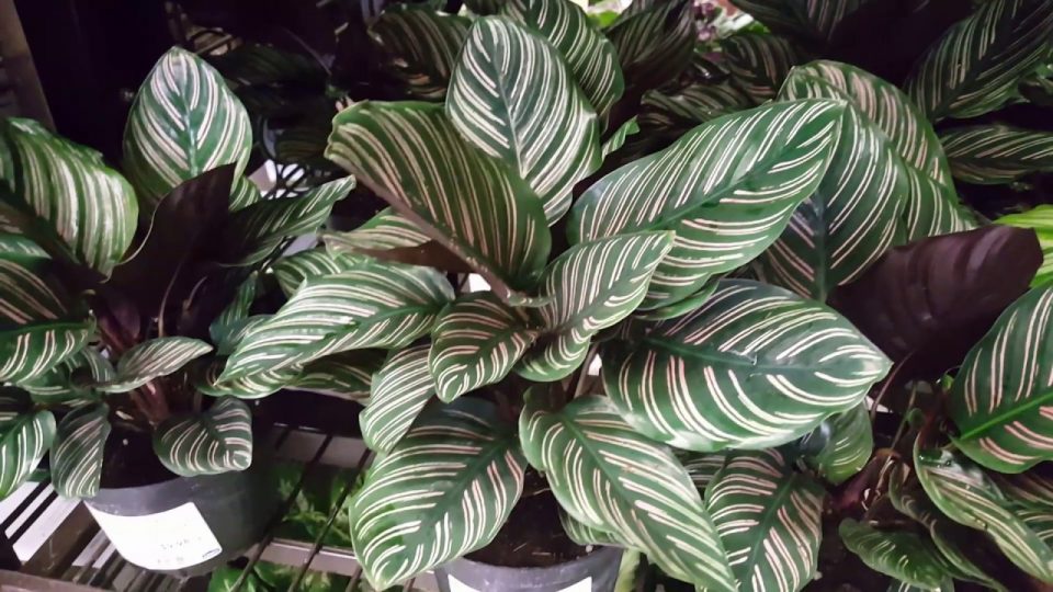 Calathea Plant