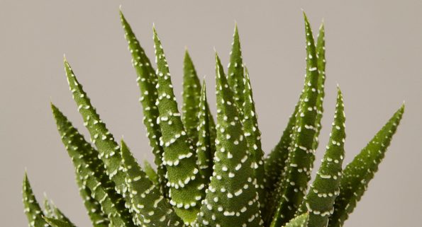 Haworthia zebra plant