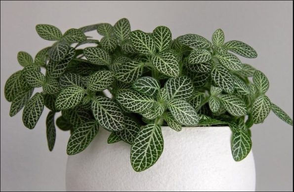 Fittonia Plant