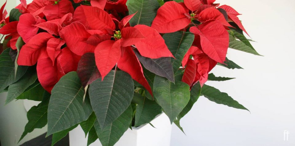 Read Poinsettia plant