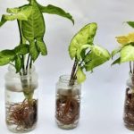 Syngonium Plant Benefit