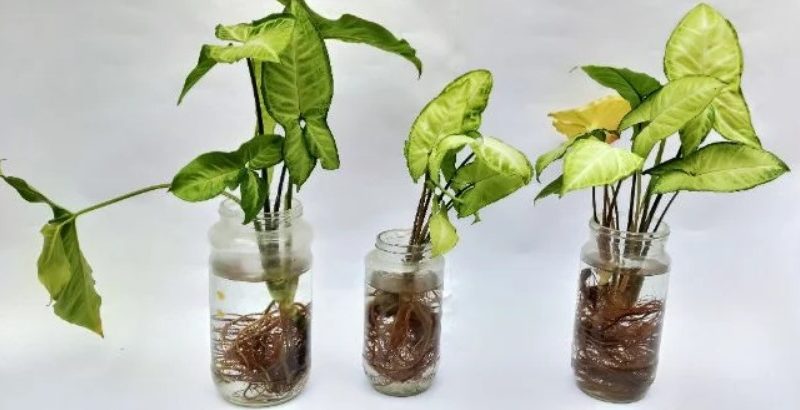 Here are the benefits of Syngonium Plant that will compel you to buy it