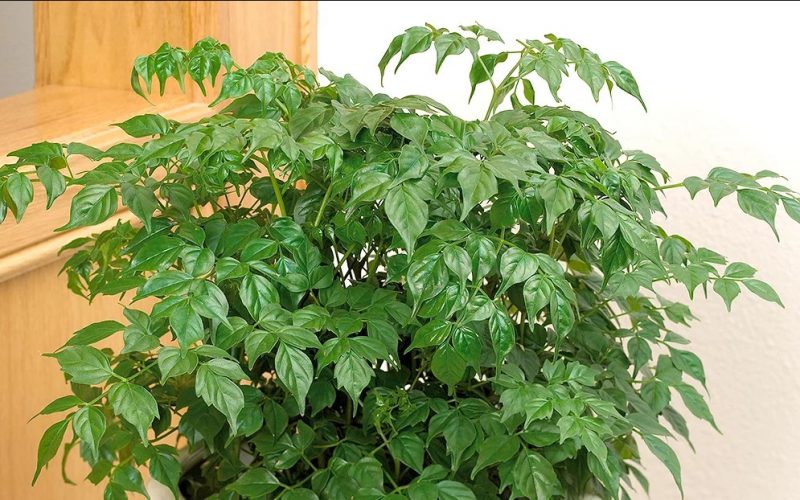 China doll plant (Radermachera Sinica): Growing & caring tips