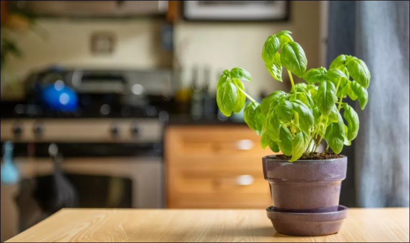Lucky Plants for Kitchen
