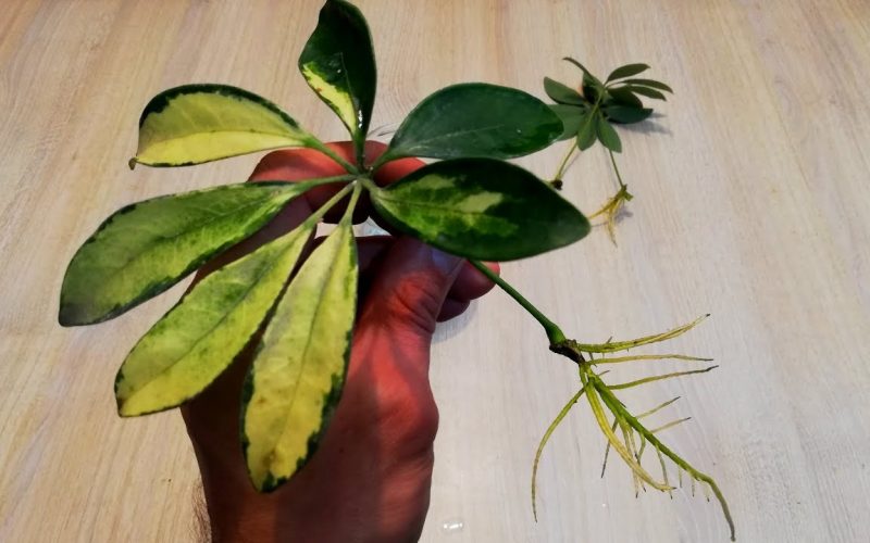 Schefflera‌ ‌propagation‌: Different methods & steps to regrow your plant