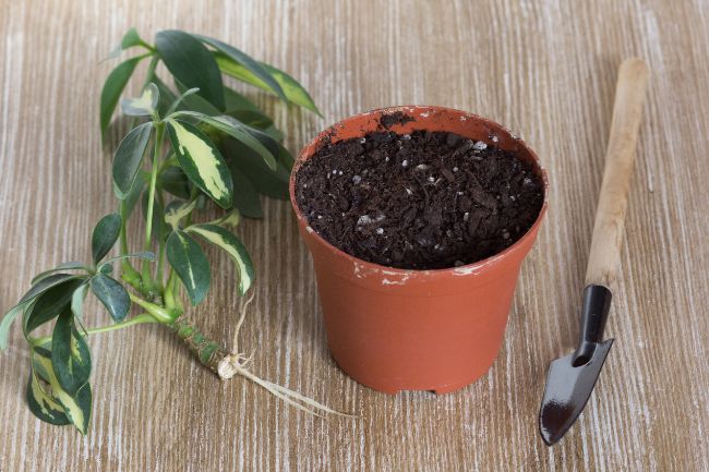 Schefflera Propagation by Sowing