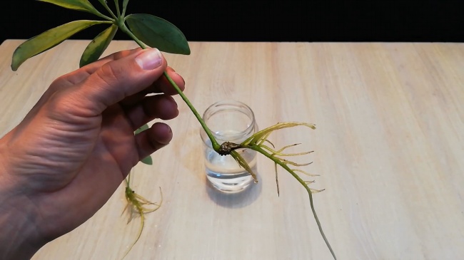 Schefflera Propagation by Water