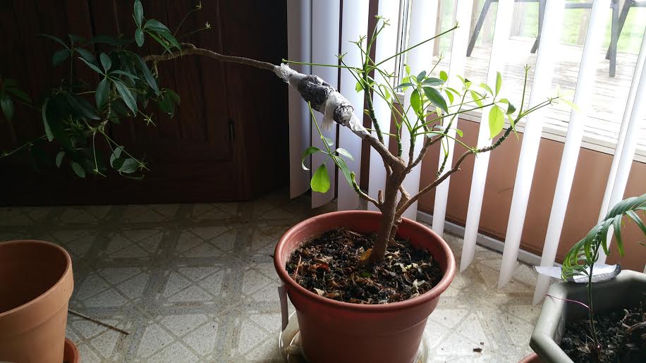 Schefflera Propagation by Air Layering